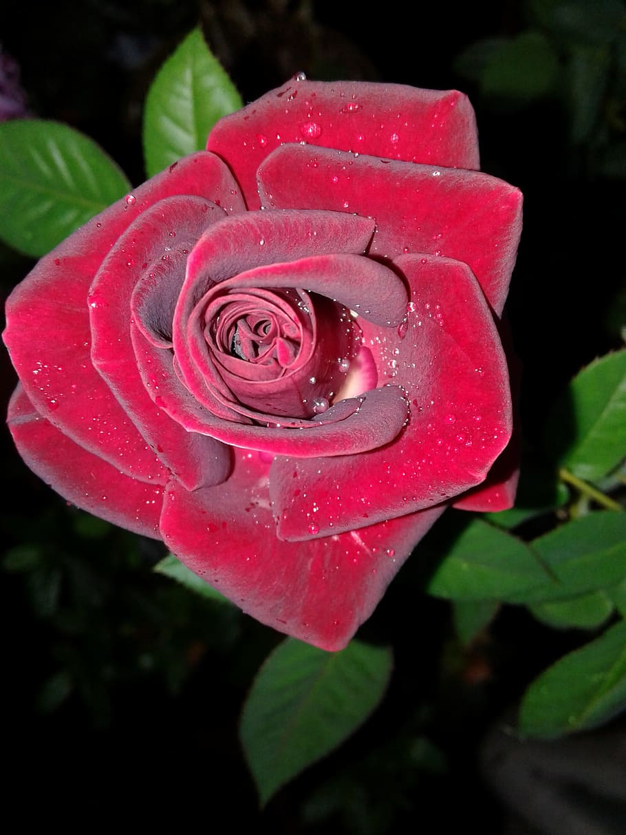 Scarlet Rose, Black Background, krupnyj plan, drops of dew, red rose, HD wallpaper