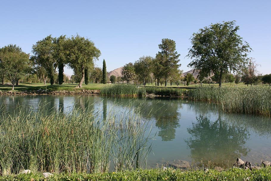 golf course, scenery, pond, drought, plant, water, tree, tranquility HD wallpaper