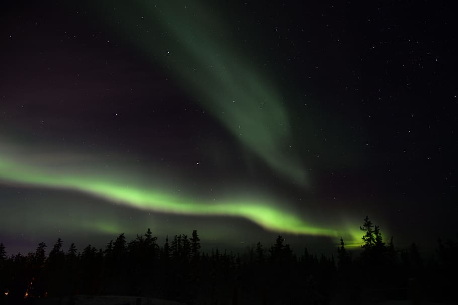 aurora, sky, night, trees, plant, nature, green, space, beauty in nature HD wallpaper