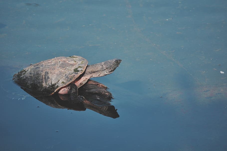 black sea turtle, blue, gray, pink, turtles, water, reptile, animal HD wallpaper