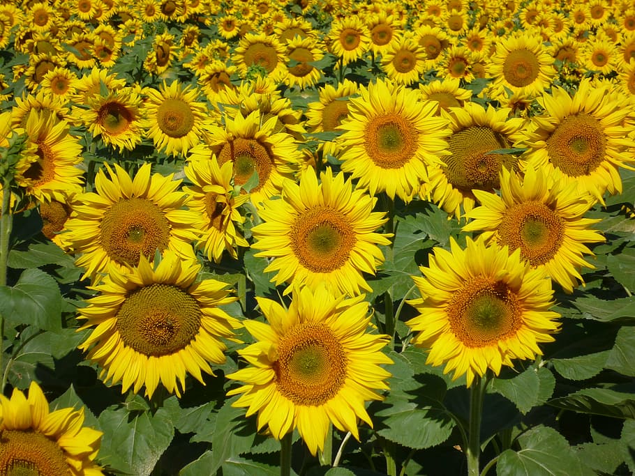 sunflowers, nature, summer, yellow, flowering plant, flower head HD wallpaper