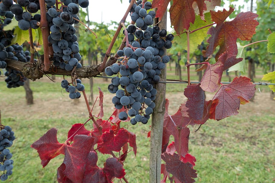 macro photo of black grapes, winegrowing, vineyard, nature HD wallpaper