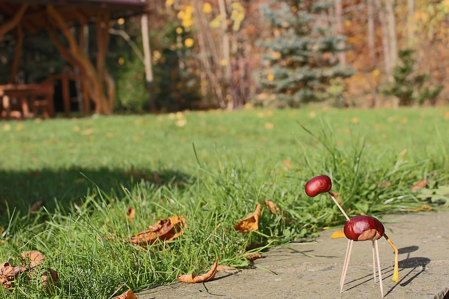 chestnuts, autumn, plant, food, food and drink, leaf, growth HD wallpaper