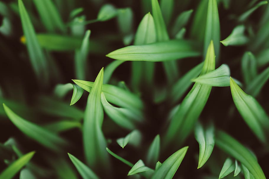 selective focus photography of green grasses, green leafed plant HD wallpaper