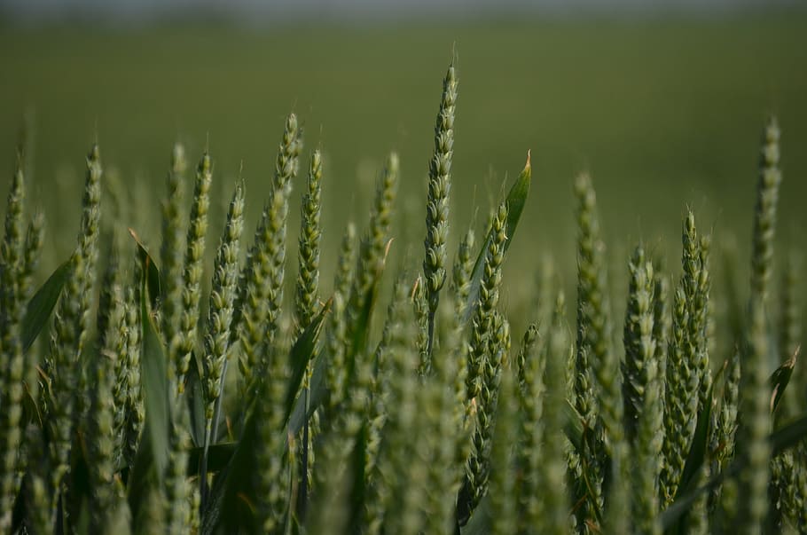 field, wheat, grass, green, wheat field, nature, crop, growth HD wallpaper