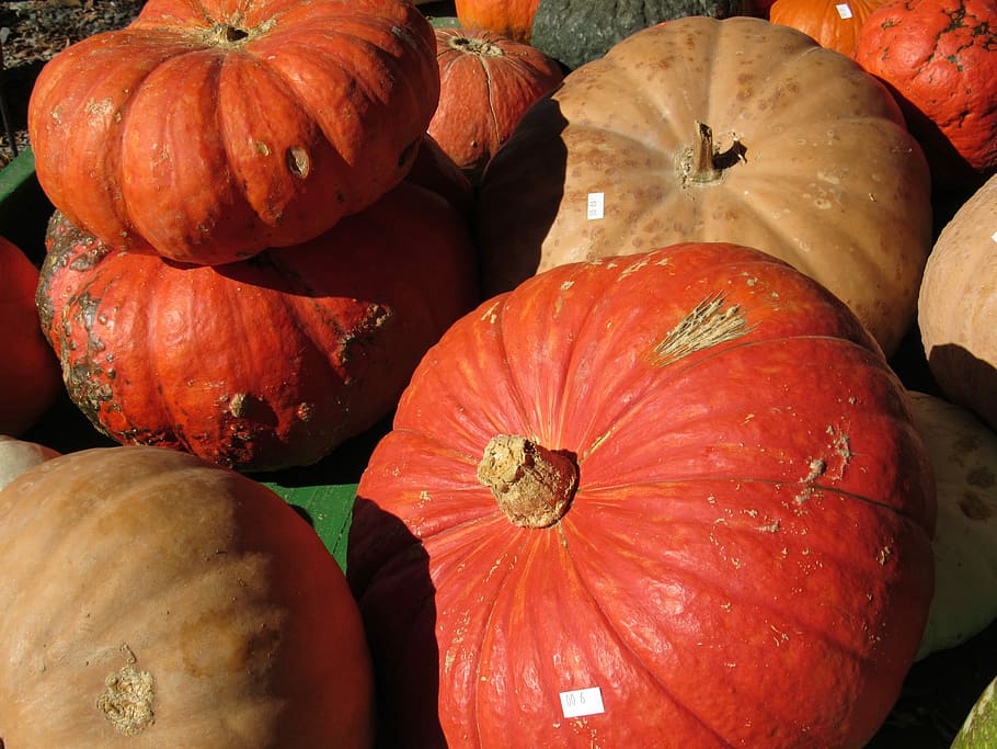 fall, pumpkins, halloween, orange, thanksgiving, holiday, october HD wallpaper