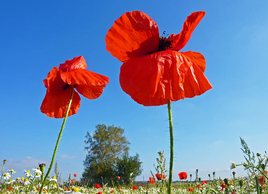 poppies, nature, red, flower, fields, wild flower, spring, country, HD wallpaper