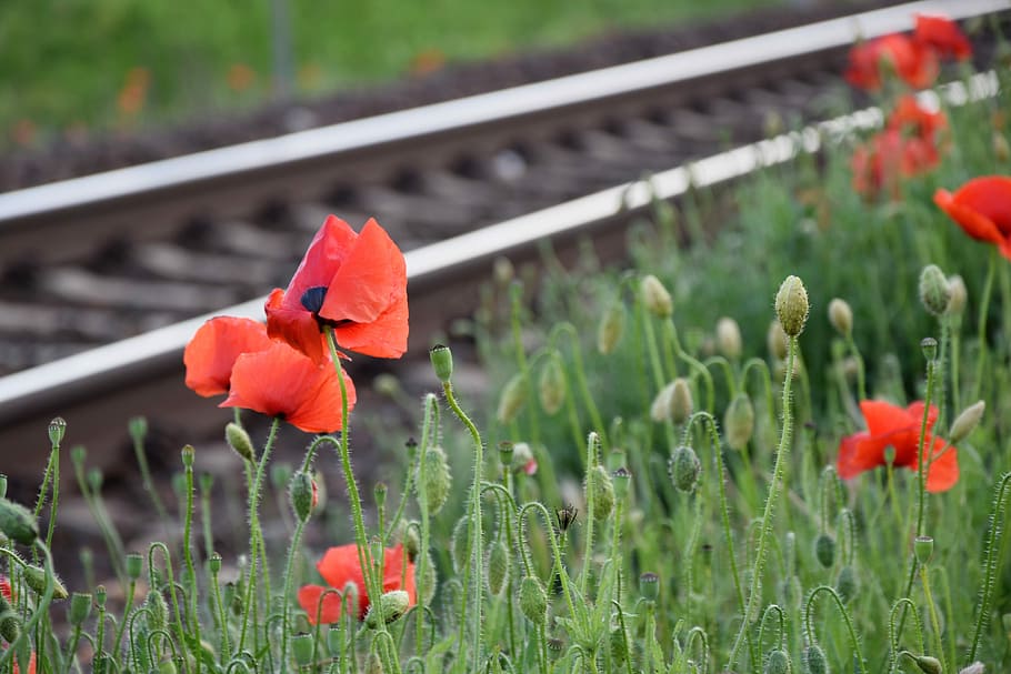 red poppy near railway, romantic, loving, touching, track, spring, HD wallpaper