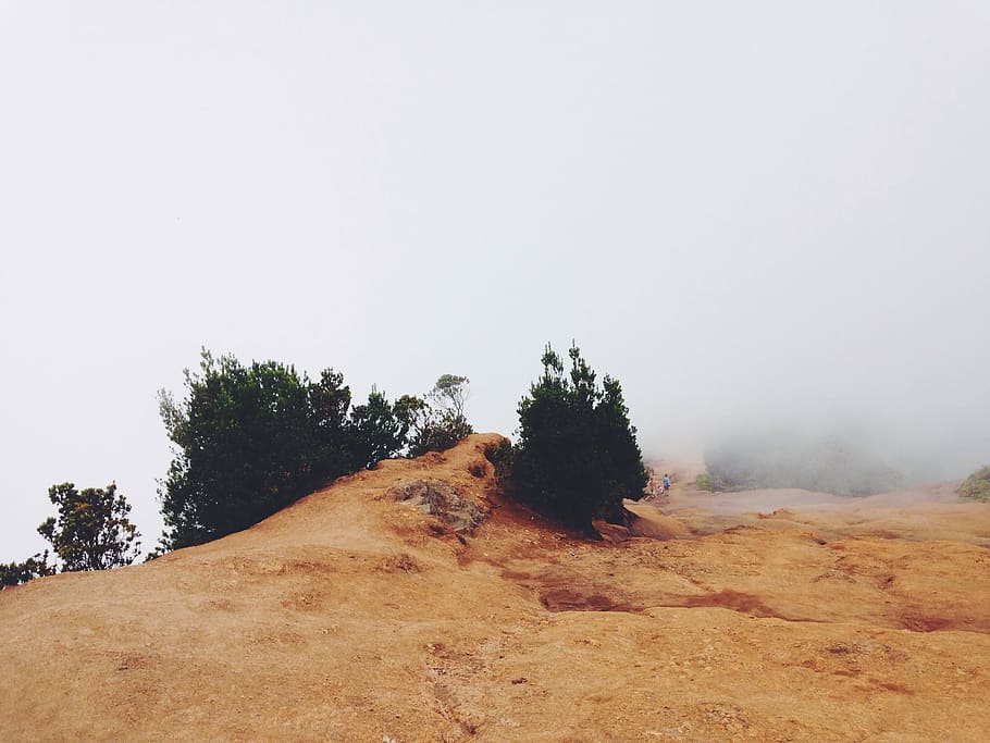 low angle photography of hill with trees and fog during daytime HD wallpaper