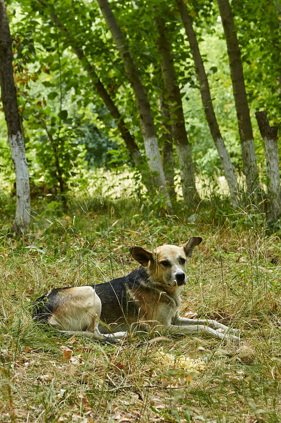 dog, abandoned, shepherd, one animal, animal themes, mammal HD wallpaper