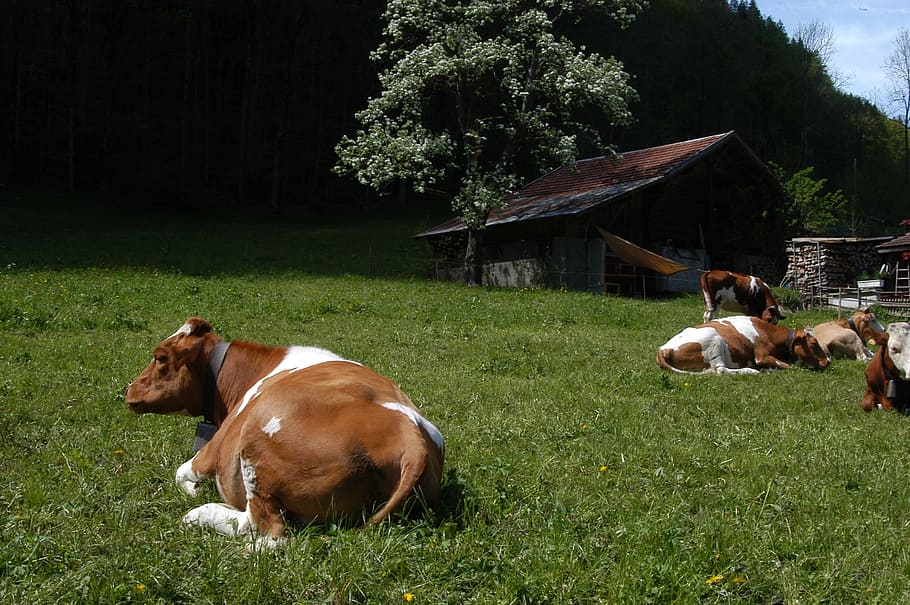 cows, switzerland, milk, mammal, domestic, domestic animals HD wallpaper