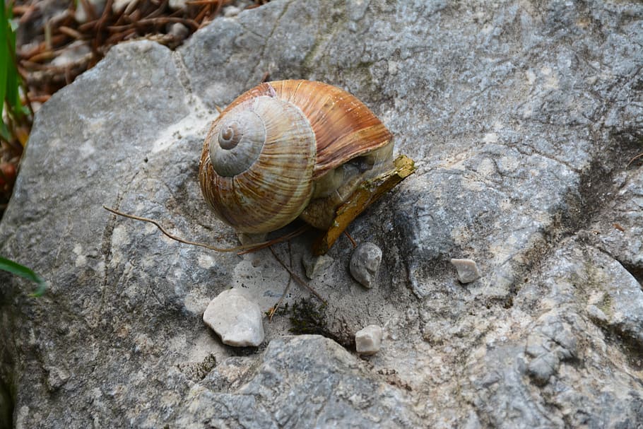 snail, mollusc, nature, animal wildlife, shell, animal shell HD wallpaper