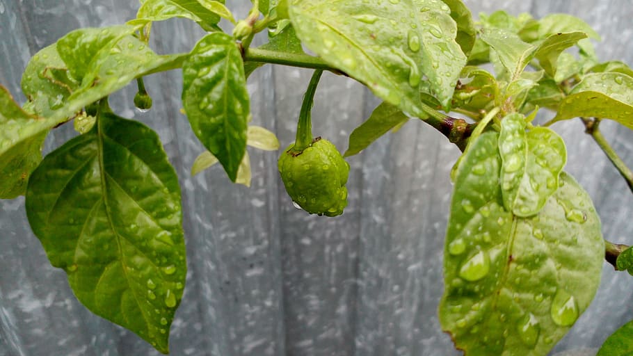 chili, leafs, green, plant part, green color, close-up, food and drink HD wallpaper