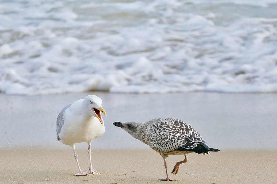 bird, sea, beach, waters, animal, animal world, bill, seagull HD wallpaper