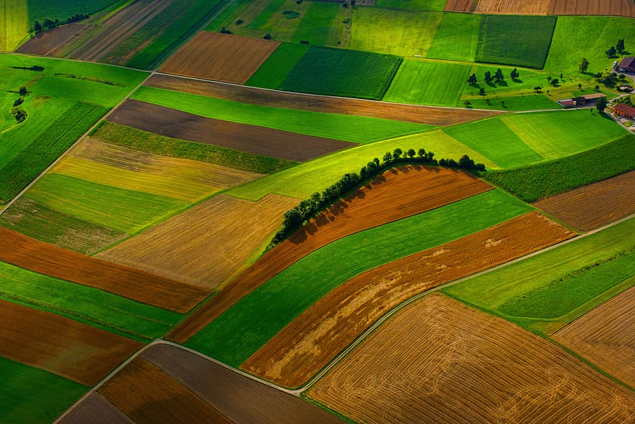 untitled, field, farm, green, grass, agriculture, tree, plant HD wallpaper