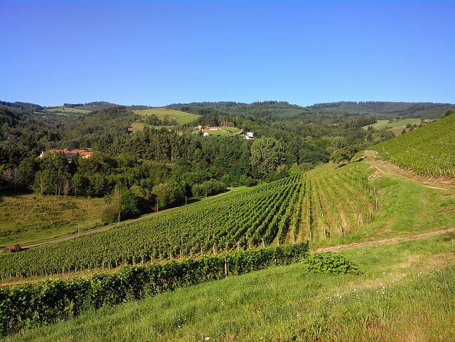 landscape, vine, nature, plant, scenics - nature, agriculture HD wallpaper