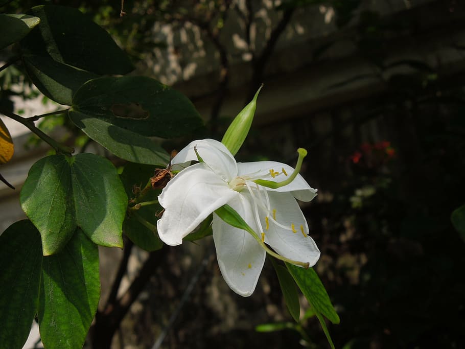 flower, nice, fresh, bright, soft, garden, natural, nature HD wallpaper
