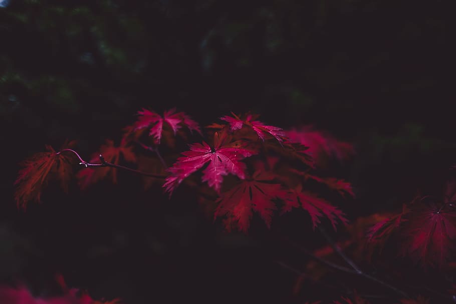 pink leaved plant, leaves, autumn, purple, fall, season, dark, HD wallpaper