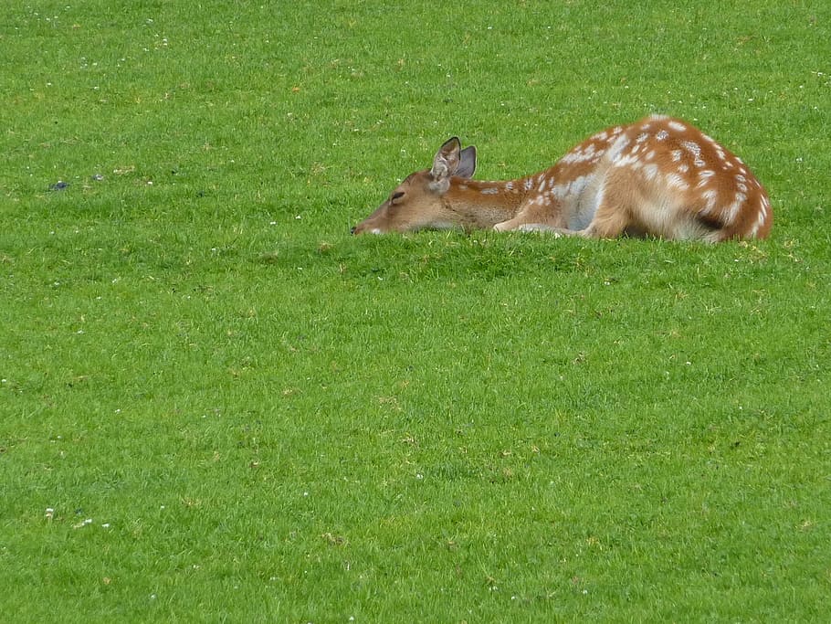 kitz, fawn, bambi, roe deer, forest, wild, young, nature, young deer, HD wallpaper