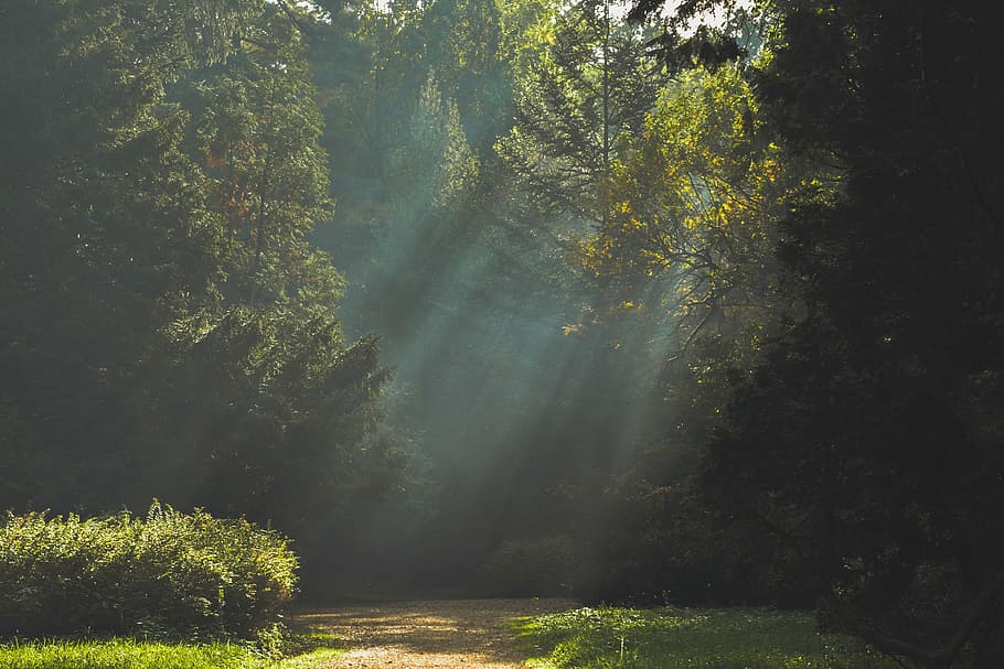 autumn, forest, landscape, park, path, rays, trail, trees, plant HD wallpaper