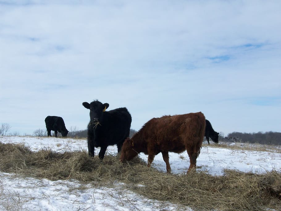 cows, farm, winter, cattle, snow, rural, livestock, animal HD wallpaper