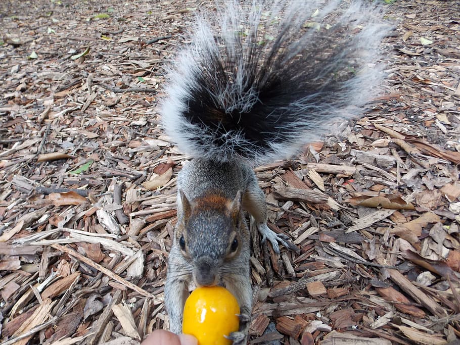 squirrel, forest, animals, animal themes, one animal, high angle view HD wallpaper