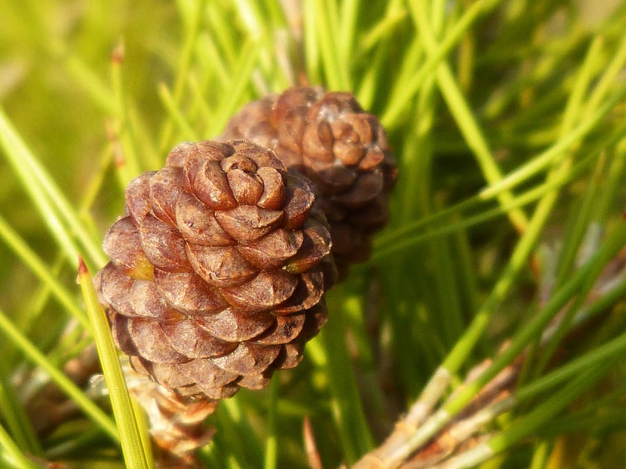 pineapple, small, leaves, tender, forest, pine Cone, nature HD wallpaper