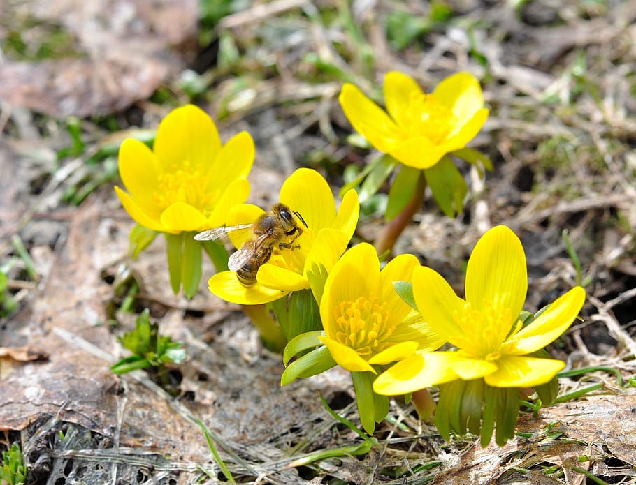 Winter, Linge, Bee, Insect, Animal, winter linge, flowers, blossom HD wallpaper