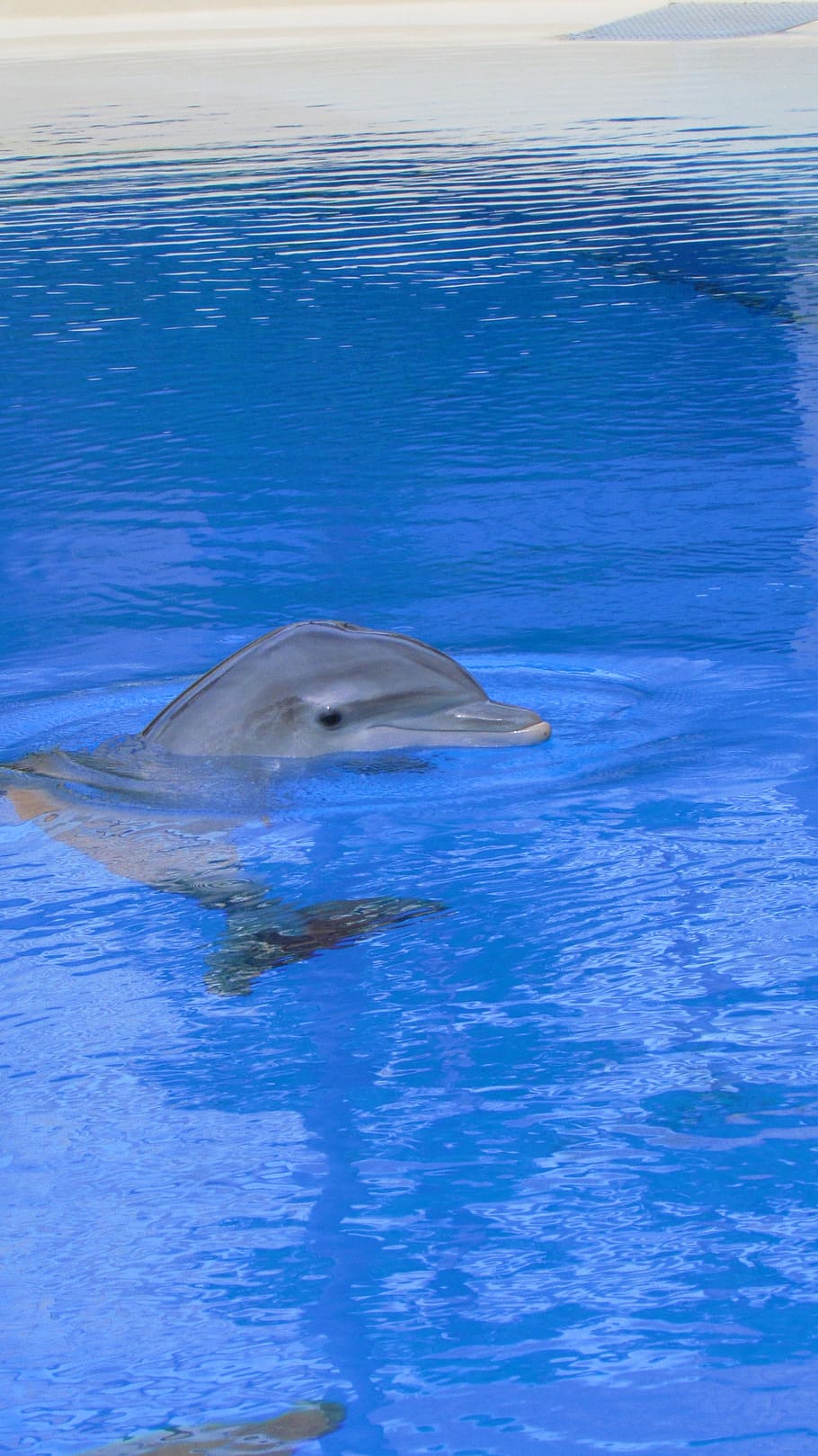 dolphin, fish, dolphins, animal, mammal, cute, animal themes HD wallpaper