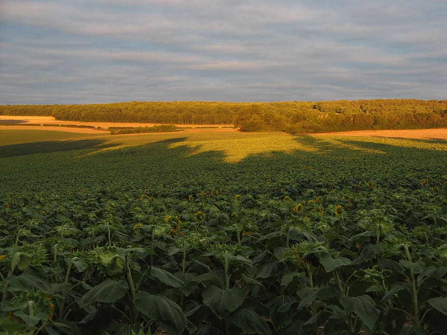 sunflowers, fields, nature, chatel censoir, france, landscape HD wallpaper
