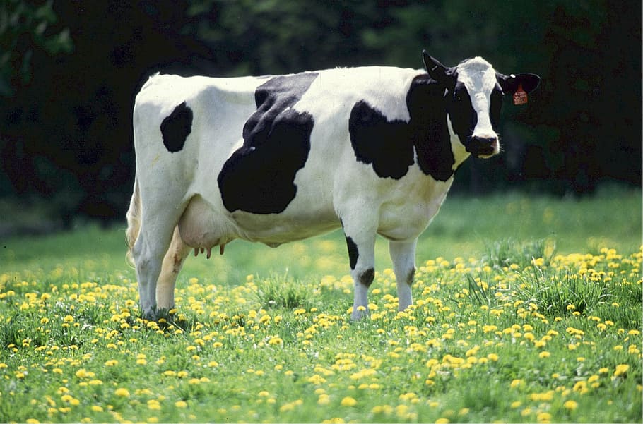 white and black cow standing on grass field, dairy, bovine, milk
