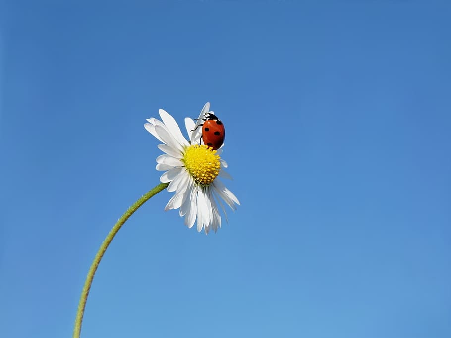 white daisy, ladybug, seven-spot ladybird, lucky ladybug, flower, HD wallpaper