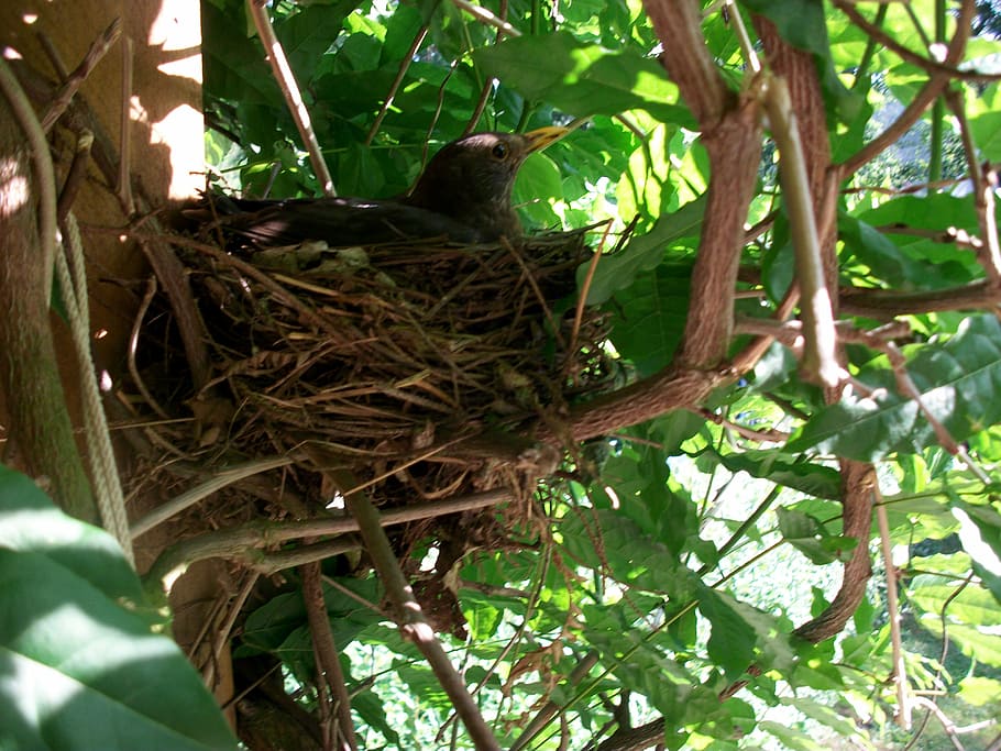 bird's nest, breed, hatch, blackbird, true, breeding bird, animals in the wild, HD wallpaper
