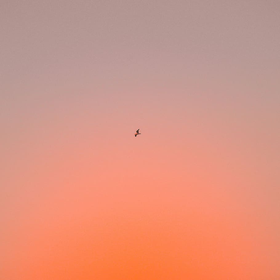 flying bird, low angle photography of flying bird, sky, flight HD wallpaper