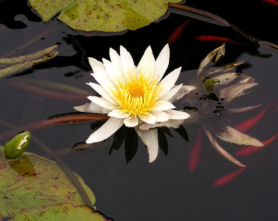 photo of white water lily, koi, pond, nature, flower, lotus, plant