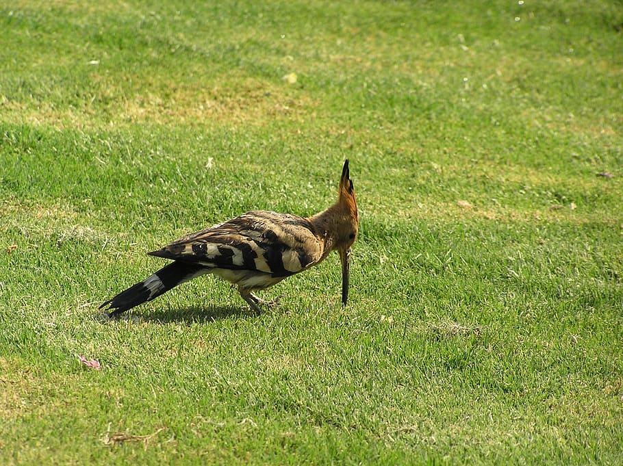 bird, egypt, animal, grass, animal themes, plant, one animal HD wallpaper