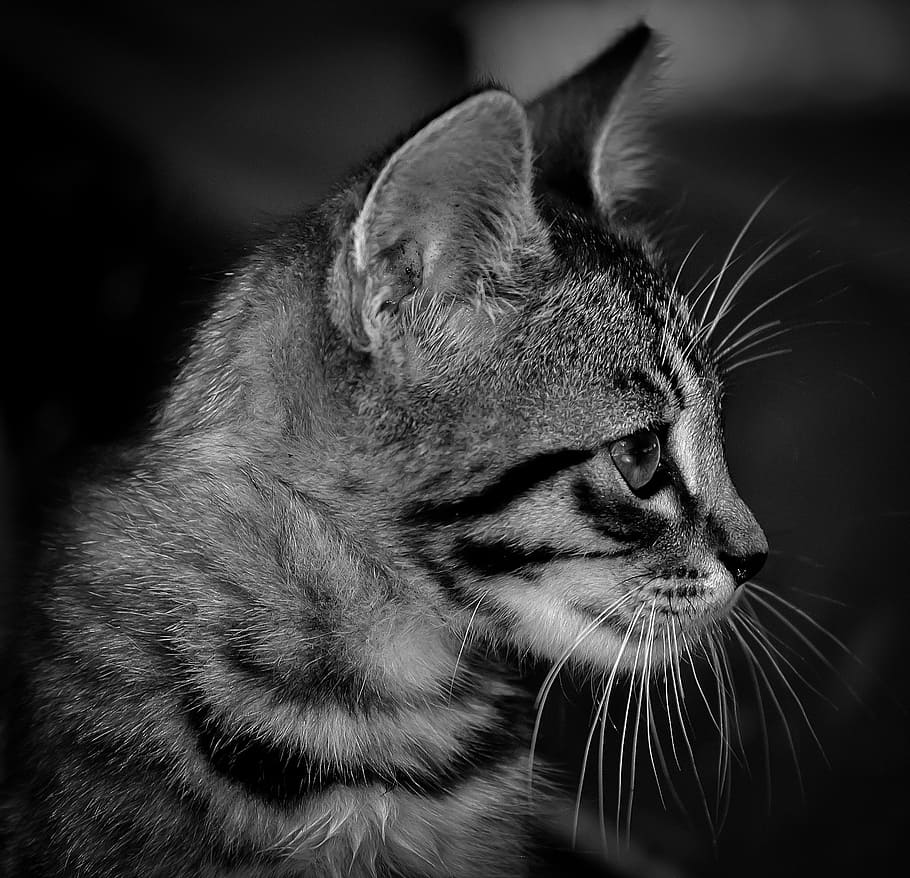 gray and black cat, kitten, white, cute, domestic, animal, pet HD wallpaper