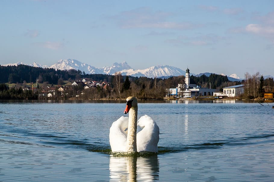 swan, bird, white, lake, water bird, nature, fly, departure HD wallpaper