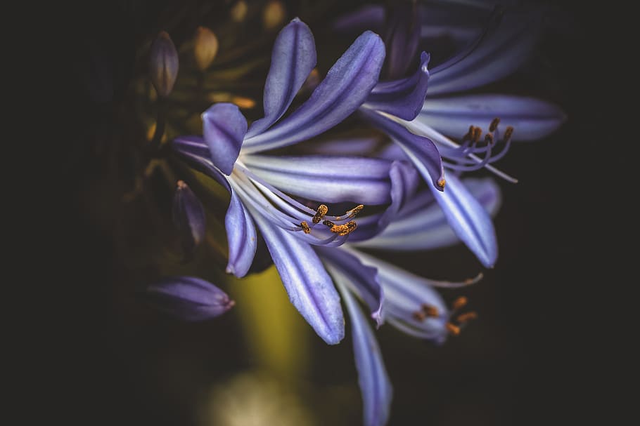 purple petaled flower, photography of a white-and-purple petaled flowers HD wallpaper