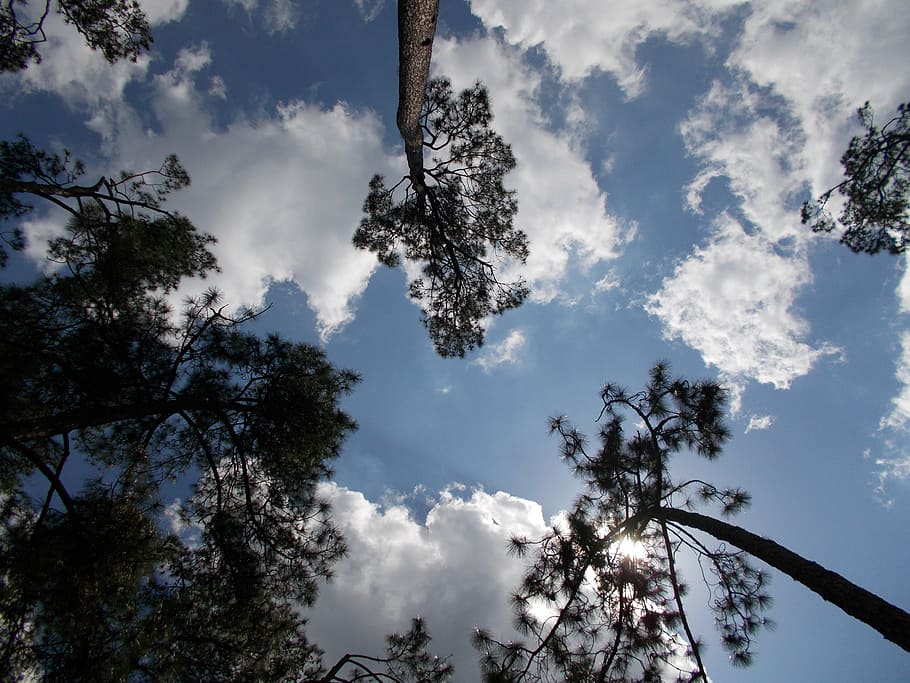 sky, pine trees, nature, spruce, cloud - sky, plant, low angle view HD wallpaper