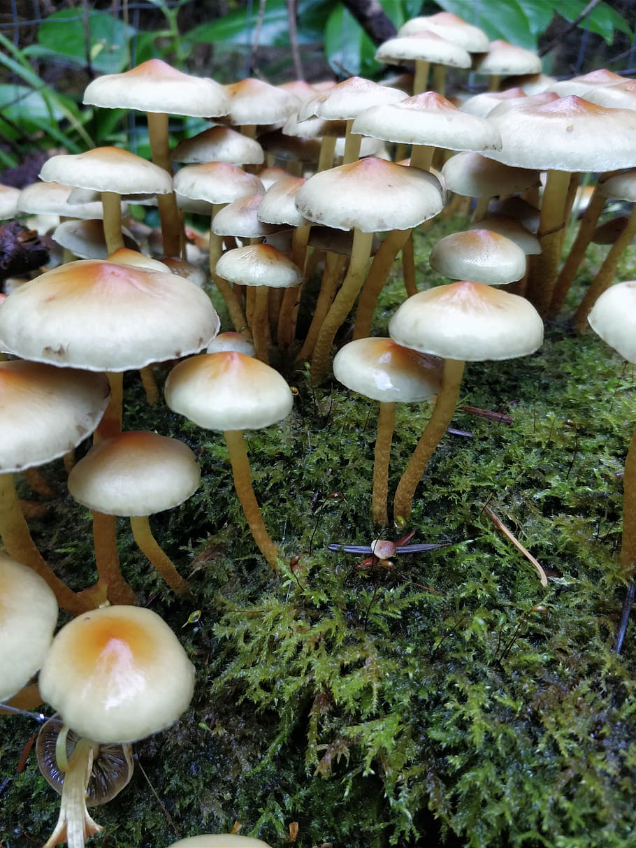 mushrooms, white, soil, fungus, vegetable, toadstool, food HD wallpaper