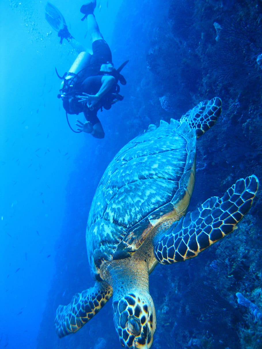 turtle, underwater, marine, fish, ocean, coral, nature, reef HD wallpaper