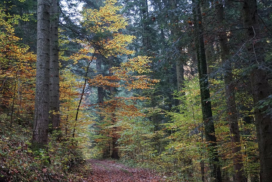 autumn, forest, tree, yellow, away, nature, woodland, outdoors HD wallpaper