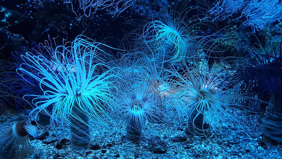 underwater photo of blue animone, anemone, reef, aquarium, scuba diving, HD wallpaper