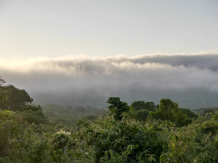 himmel, nature, cloud, views, forest, tree, beautifully, tanzania HD wallpaper