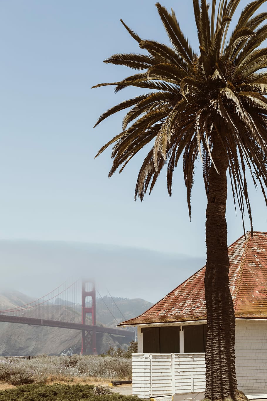 green palm tree near house, white and brown house near Golden Gate Bridge, HD wallpaper