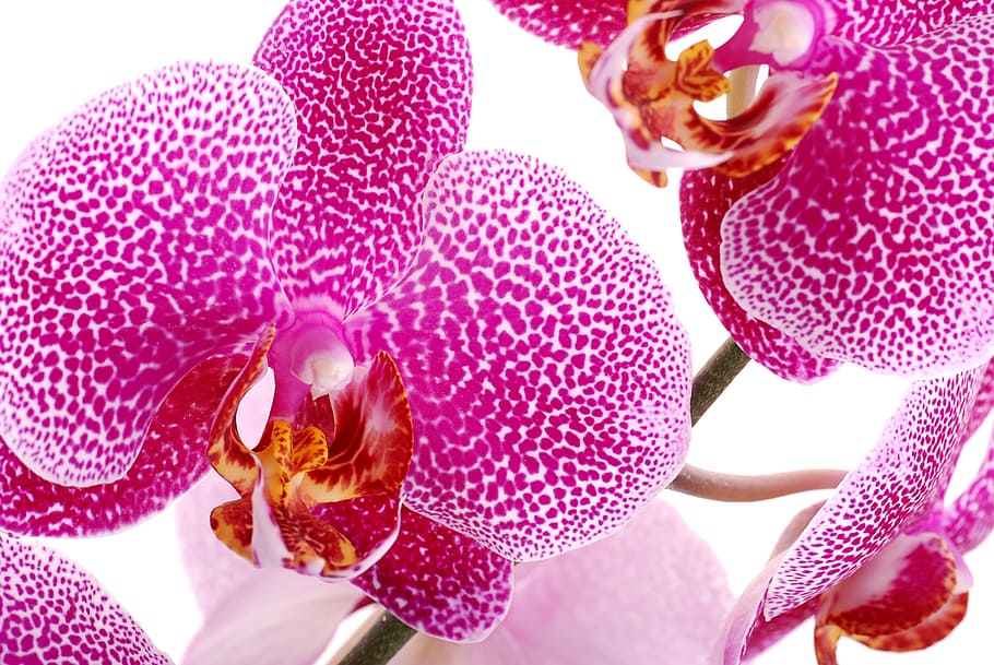 Orchid, Orchis, Flower, Sharpness, Plant, closeup, oriental flower HD wallpaper
