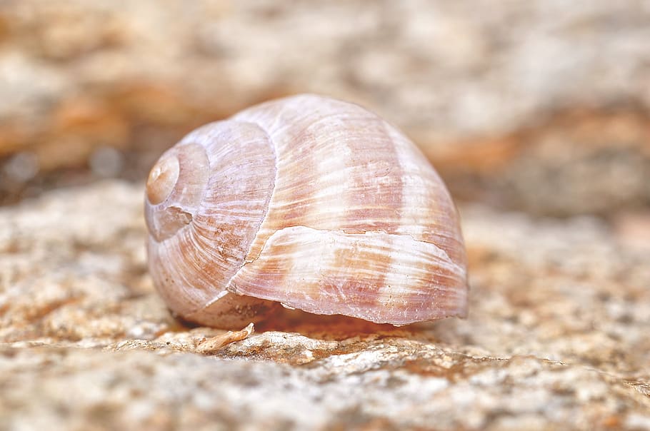 shell, abandoned, stone floor, close up, animal wildlife, animal themes HD wallpaper