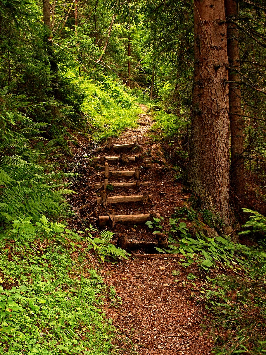 forest, way, nature, plant, tree, land, green color, tranquility HD wallpaper