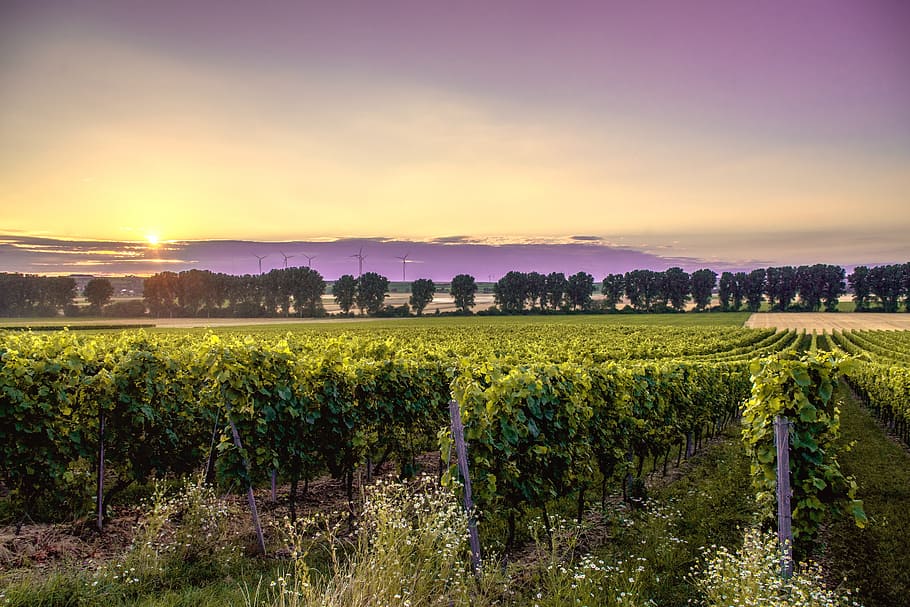 sky, clouds, sunset, sunrise, agriculture, green, plants, vineyard HD wallpaper
